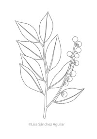 Rum/black cherry (greyscale linear illustration)