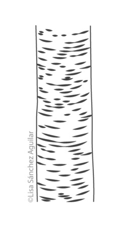 Rum/black cherry bark (greyscale linear illustration)