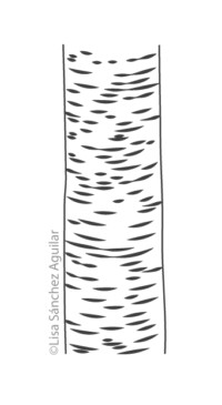 Rum/black cherry bark (greyscale linear illustration)
