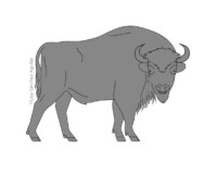 European bison (greyscale linear+flat fill illustration)