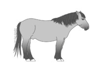 Konik horse (greyscale linear+flat fill illustration)