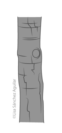 Hawthorn bark (greyscale linear+flat fill illustration)