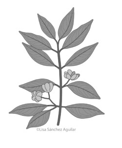 European spindle (greyscale linear+flat fill illustration)