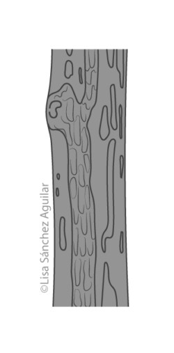 European spindle bark (greyscale linear+flat fill illustration)