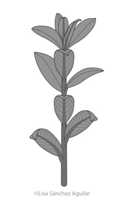 Creeping willow (greyscale linear+flat fill illustration)