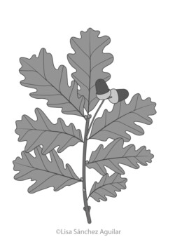 Oak (greyscale linear+flat fill illustration)