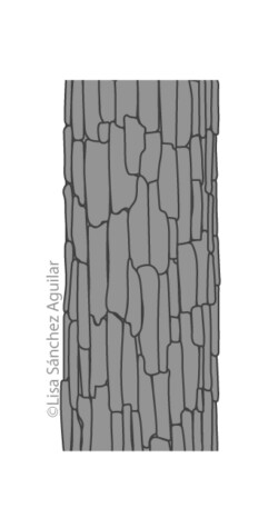 Oak bark (greyscale linear+flat fill illustration)