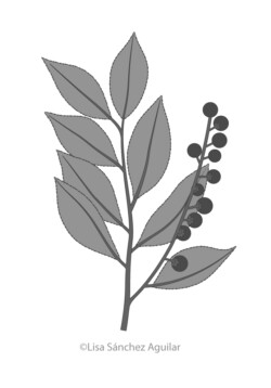 Rum/black cherry (greyscale linear+flat fill illustration)
