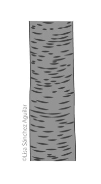 Rum/black cherry bark (greyscale linear+flat fill illustration)