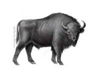 European bison (greyscale realism illustration)