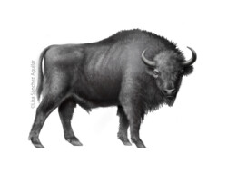 European bison (greyscale realism illustration)