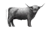 Scottish Highlander (greyscale realism illustration)