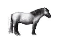 Konik horse (greyscale realism illustration)