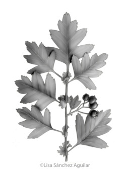 Hawthorn (greyscale realism illustration)