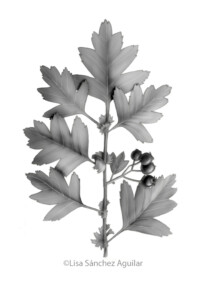 Hawthorn (greyscale realism illustration)