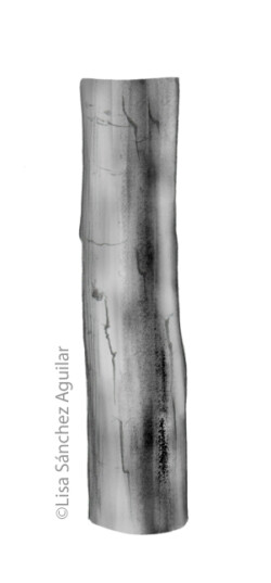 Hawthorn bark (greyscale realism illustration)