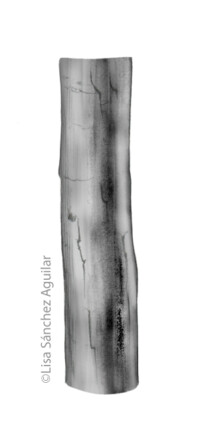 Hawthorn bark (greyscale realism illustration)