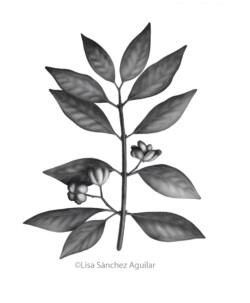 European spindle (greyscale realism illustration)