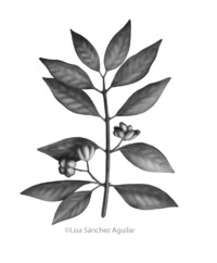 European spindle (greyscale realism illustration)