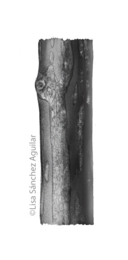 European spindle bark (greyscale realism illustration)