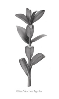 Creeping willow (greyscale realism illustration)