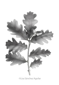 Oak (greyscale realism illustration)