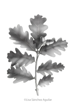 Oak (greyscale realism illustration)