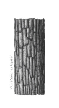 Oak bark (greyscale realism illustration)