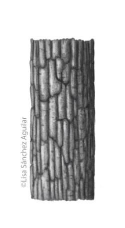 Oak bark (greyscale realism illustration)