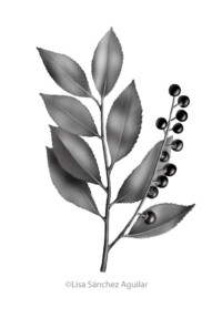 Rum/black cherry (greyscale realism illustration)