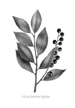 Rum/black cherry (greyscale realism illustration)