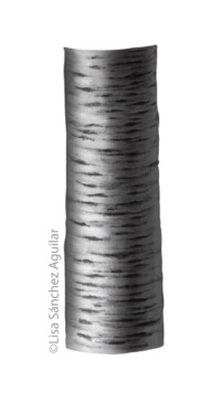 Rum/black cherry bark (greyscale realism illustration)