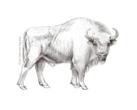 European bison (greyscale sketched-out illustration)
