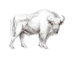 European bison (greyscale sketched-out illustration)