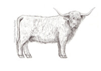 Scottish Highlander (greyscale sketched-out illustration)