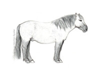 Konik horse (greyscale sketched-out illustration)