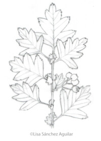 Hawthorn (greyscale sketched-out illustration)