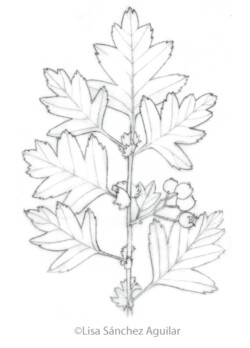 Hawthorn (greyscale sketched-out illustration)