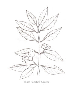European spindle (greyscale sketched-out illustration)