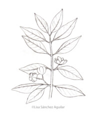 European spindle (greyscale sketched-out illustration)