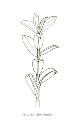 Creeping willow (greyscale sketched-out illustration)