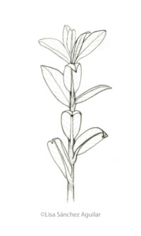 Creeping willow (greyscale sketched-out illustration)