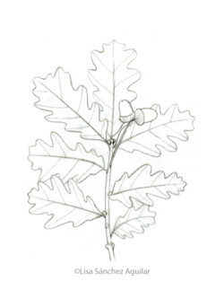 Oak (greyscale sketched-out illustration)