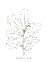Oak (greyscale sketched-out illustration)