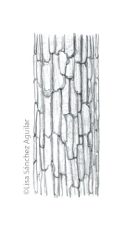 Oak bark (greyscale sketched-out illustration)