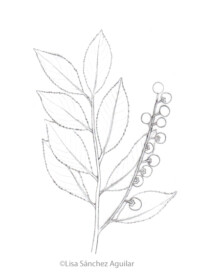 Rum/black cherry (greyscale sketched-out illustration)