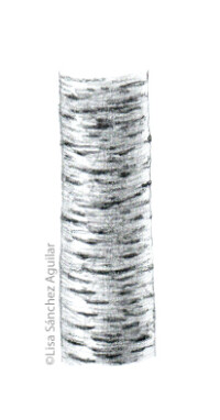 Rum/black cherry bark (greyscale sketched-out illustration)