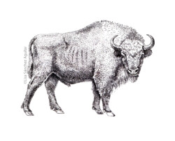 European bison (greyscale stippled illustration)