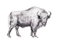 European bison (greyscale stippled illustration)