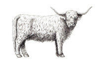 Scottish Highlander (greyscale stippled illustration)